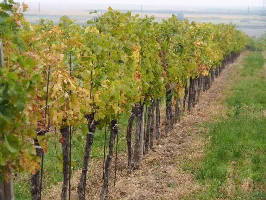 Vino Biologico 3