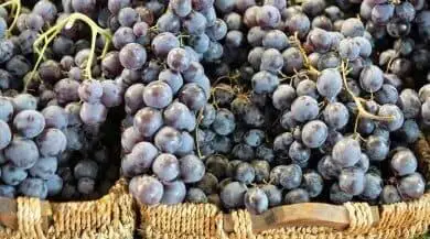 Vino Biologico