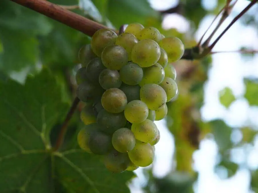 Vino Biologico 4
