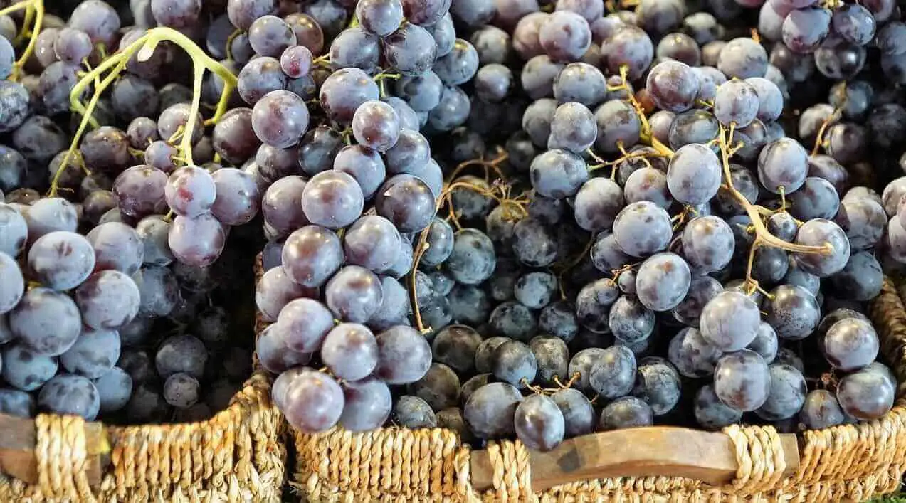 Vino Biologico