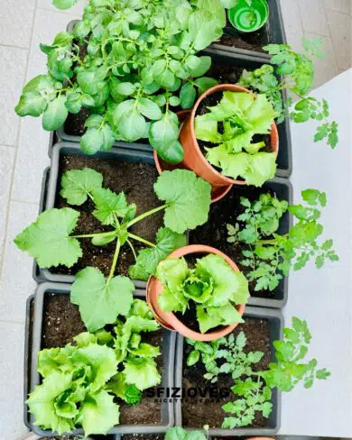 orto sul balcone
