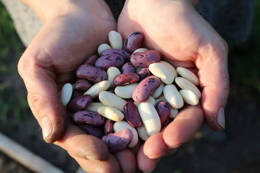 proteine vegetali